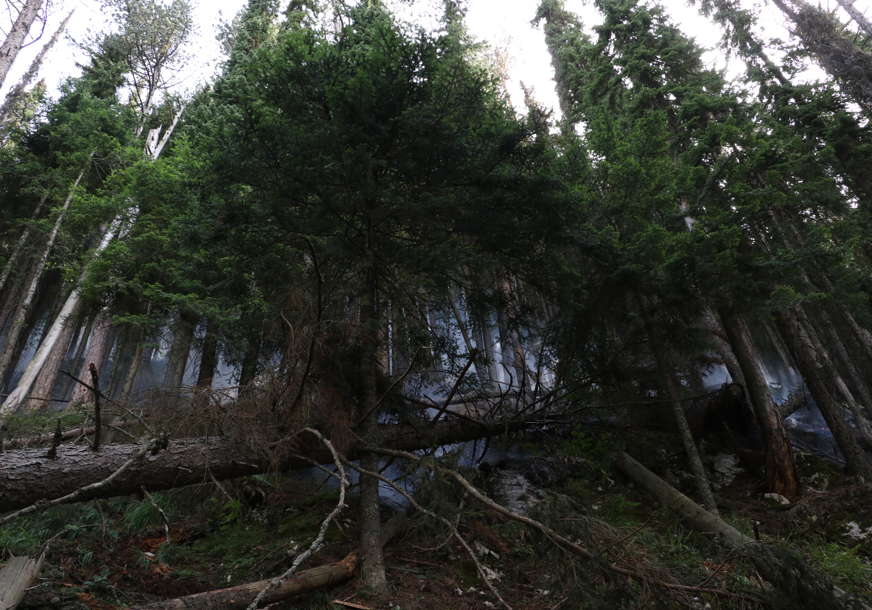 Ekološka KATASTROFA kod Višegrada: Oko 80 odsto stabala Pančićeve omorike zahvatio požar (FOTO)