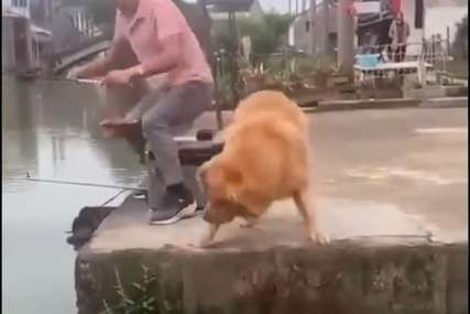Pas je najbolji prijatelj ribica: Zlatni retriver pošao sa vlasnikom na pecanje, pa mu vratio sav plijen u rijeku (VIDEO)