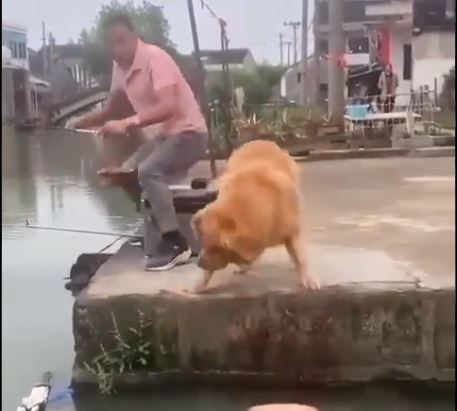 Pas je najbolji prijatelj ribica: Zlatni retriver pošao sa vlasnikom na pecanje, pa mu vratio sav plijen u rijeku (VIDEO)