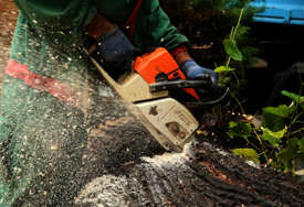 Pričino štetu višu od 36.000 evra: Posjekao i ukrao 108 kubika drva iz šume