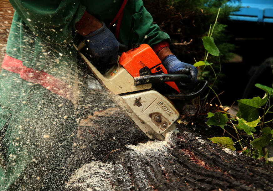 Pričino štetu višu od 36.000 evra: Posjekao i ukrao 108 kubika drva iz šume