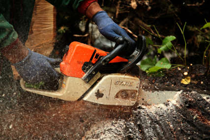 Krađa šume u Tesliću: Bespravno posječeno devet metara kubnih drvne mase