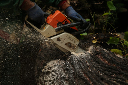 Velika tragedija: Na muškarca palo drvo tokom sječe šume, preminuo na licu mjesta