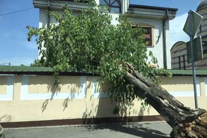 Staro stablo palo na ogradu kuće: Tužna scena iz jedne od najljepših banjalučkih ulica