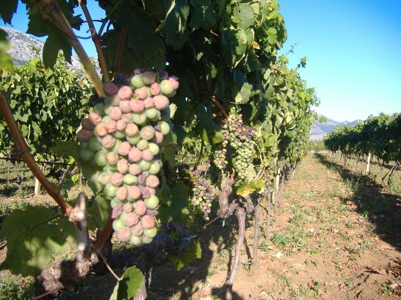 Vinogradari očekuju odličan prinos grožđa: Ove godine vremenske prilike idealne