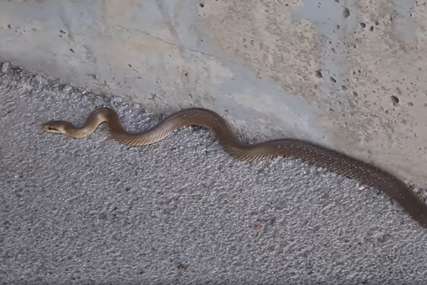 “ŠTA JE OVO OVOLIKO” Prolaznici snimili ogromnu zmiju na šetalištu (VIDEO)