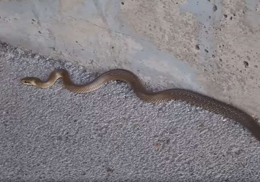 “ŠTA JE OVO OVOLIKO” Prolaznici snimili ogromnu zmiju na šetalištu (VIDEO)