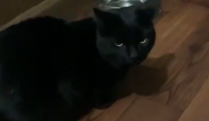 "Trebalo je da ga uloviš" Vlasnik mačka zaprepašten (VIDEO)