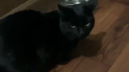 "Trebalo je da ga uloviš" Vlasnik mačka zaprepašten (VIDEO)