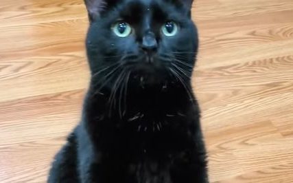 "Niko ga nije naučio tome" Mačak ima neobičnu metodu za traženje hrane (VIDEO)