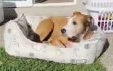 Zna da uživa: Pas svakog dana ukrade jastuke, iznese ih napolje i sunča se (VIDEO)
