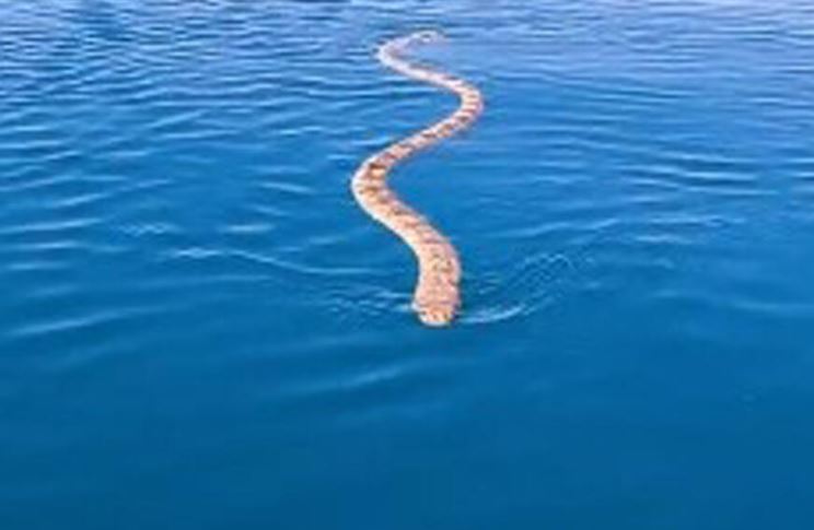 Bliski susret s velikom zmijom: Dramatičan snimak sa okeana kruži društvenim mrežama (VIDEO)