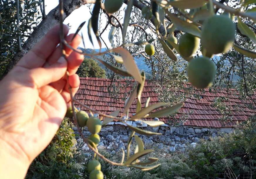 Masline ponovo caruju Hercegovinom: Biblijska voćka povezala Neum i Trebinje (FOTO)