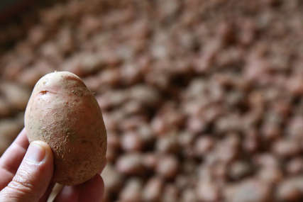 Utvrđeni štetni organizmi: U Srpsku zabranjen uvoz 24 tone krompira iz Poljske