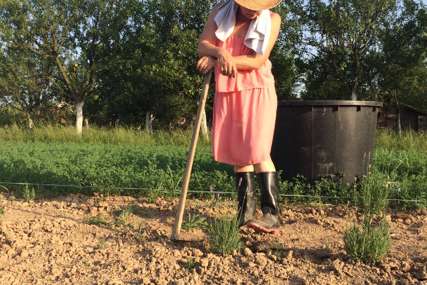 Lavanda osvaja Semberiju: Novinarka uzgaja „kraljicu ukrasnog bilja“ na oglednoj parceli