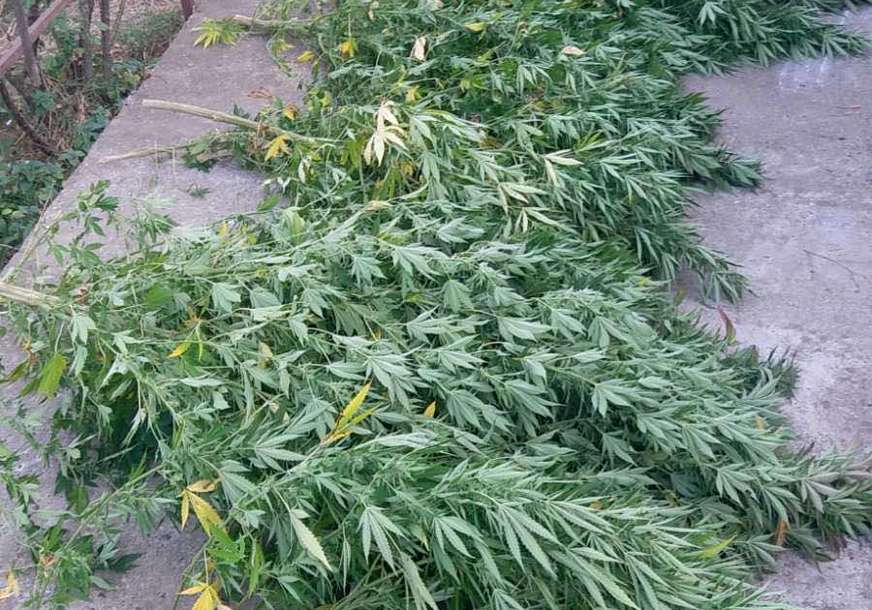 Uhapšen mladić: Policija pronašla ilegalnu laboratoriju za marihuanu