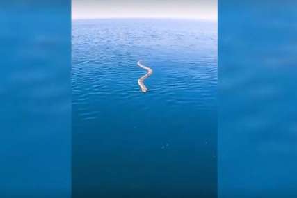 Veslač snimio zastrašujuć trenutak: Na sred okeana lice u lice sa ogromnom zmijom (VIDEO)