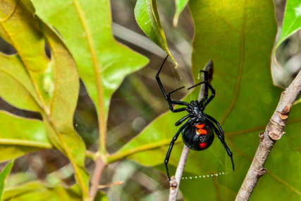Opasni pauk ujeo Trebinjca: Prvi ujed crne udovice ove sezone