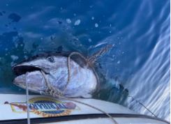 Ovakav ulov nije viđen u Crnoj Gori: Porodica Rafailović uhvatila džinovsku tunu tešku 266 kilograma (FOTO, VIDEO)