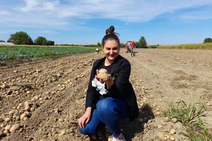 Semberski poljoprivrednici radove privode kraju: Proizvođači krompira zadovoljni godinom