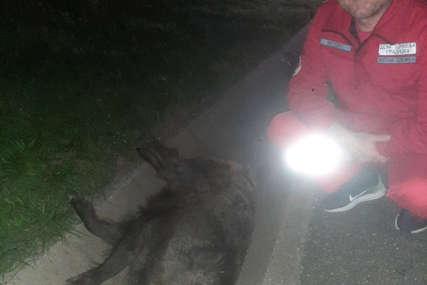Nesvakidašnji udes na auto-putu kod Nove Topole: Krdo divljih svinja izazvalo saobraćajnu nesreću (FOTO)