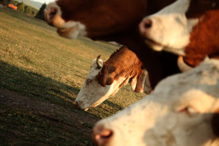 Ministarstvo poljoprivrede isplatilo 2,5 miliona KM premije za mlijeko