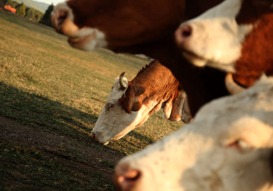 Ministarstvo poljoprivrede isplatilo 2,5 miliona KM premije za mlijeko