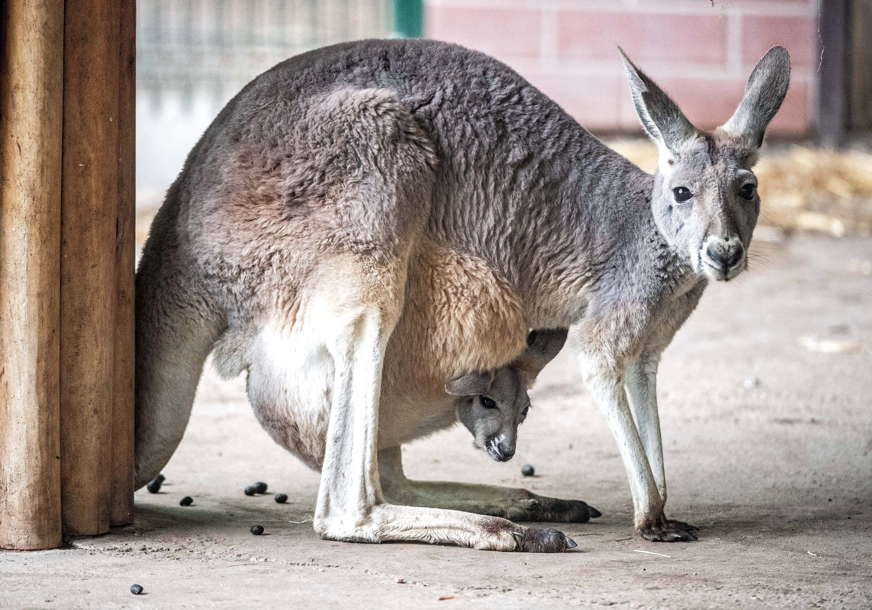 Prijeti im kazna i do pet godina: Tinejdžeri u Australiji optuženi za ubijanje 14 kengura