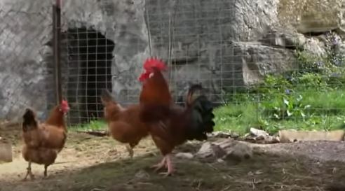 ZARAZA U HOLANDIJI Zbog ptičijeg gripa biće uništeno 77.000 kokošaka