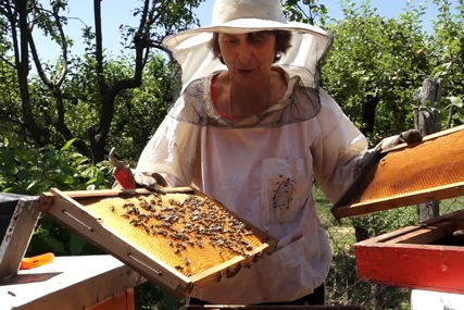 ŽENA ZMAJ IZ NOĆAJA Pčelarka svojim ljubimcima piše pjesme, a oni joj uzvraćaju kvalitetnim medom