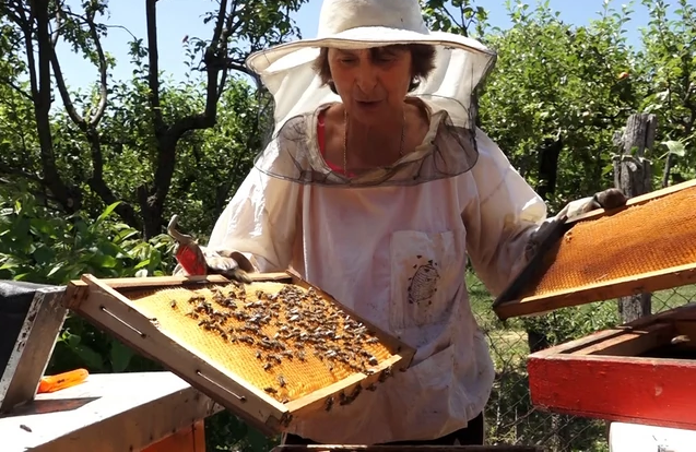 ŽENA ZMAJ IZ NOĆAJA Pčelarka svojim ljubimcima piše pjesme, a oni joj uzvraćaju kvalitetnim medom