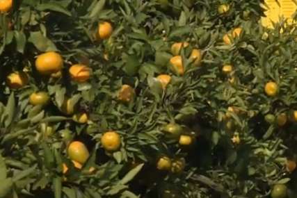 Rodilo više od tone narandži i mandarina: Penzioner iz Hercegovine se pohvalio svojim vrtom