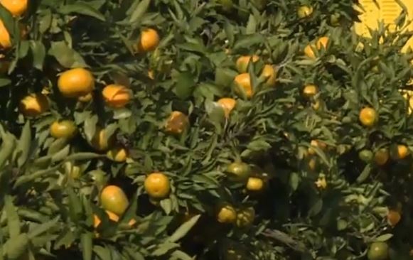 Rodilo više od tone narandži i mandarina: Penzioner iz Hercegovine se pohvalio svojim vrtom