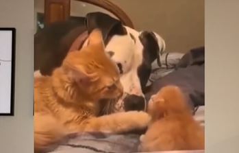 Prizor koji topi srca: Mačka upoznala psa sa svojim mačićem, reakcija ljubimaca oduševila mnoge (VIDEO)