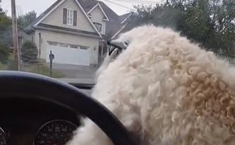 To samo oni mogu: Pas pokušao zaštititi vlasnicu od brisača na autu (VIDEO)