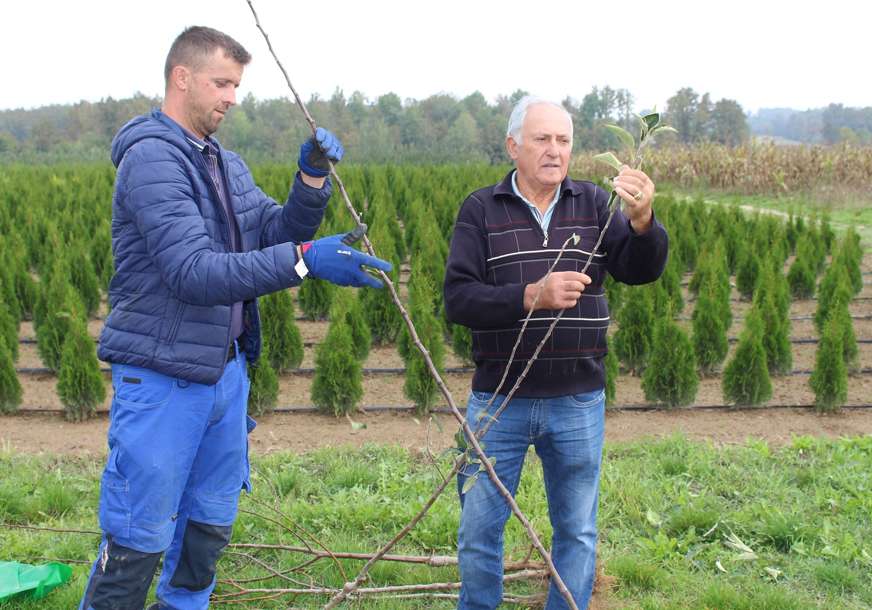 Poteškoće proizvođača sadnica voća u Lijevču: Rasadnicima nedostaju radnici i tržište (FOTO)