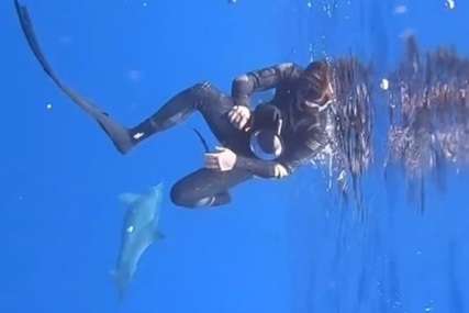 "Kakva predivna duša" Ajkula krenula ka roniocima, delfin ih zaštitio od predatora (VIDEO)