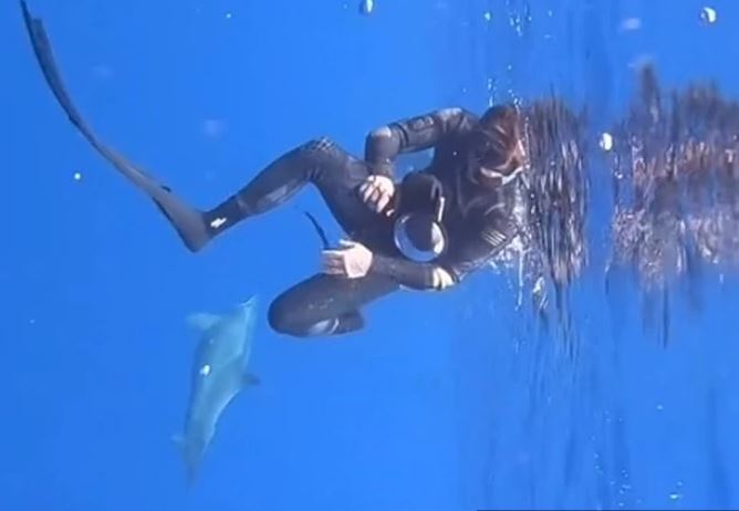"Kakva predivna duša" Ajkula krenula ka roniocima, delfin ih zaštitio od predatora (VIDEO)
