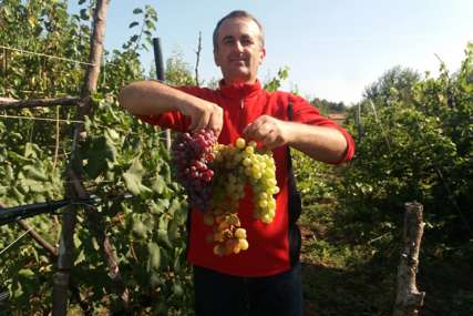 Kad “voće bogova” postane opsesija: Bijeljinac u Rusiji otkrio ljubav prema vinogradarstvu