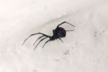 Crna udovica u stanu u centru Trebinja: Najopasniji pauk u Evropi hodao zidom sobe (VIDEO)