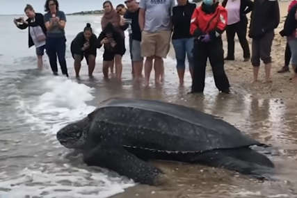 USPJEŠNA AKCIJA Nasukana kornjača teška 272 kg spasena i vraćena u okean (VIDEO)