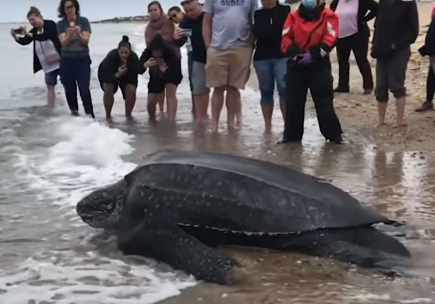 USPJEŠNA AKCIJA Nasukana kornjača teška 272 kg spasena i vraćena u okean (VIDEO)