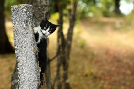 Imate slijepu mačku: Evo 8 načina da joj olakšate život i omogućite bezbjedno okruženje