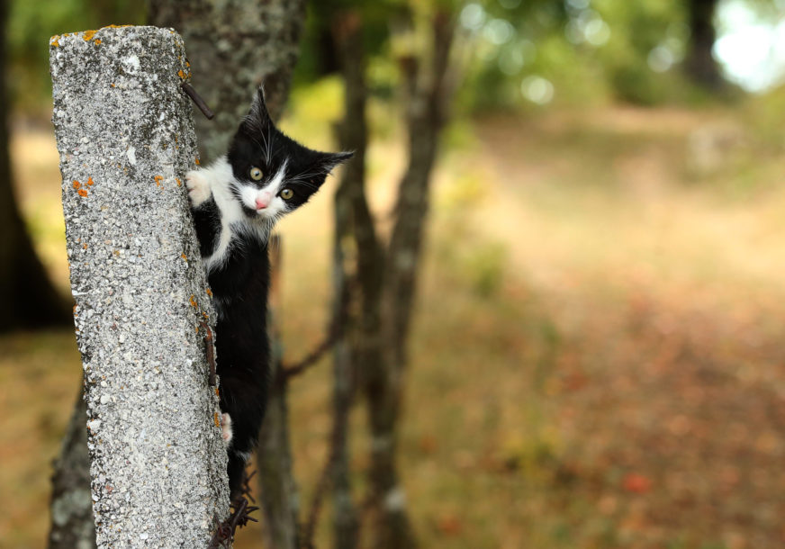 mačka se zakačila na drvo
