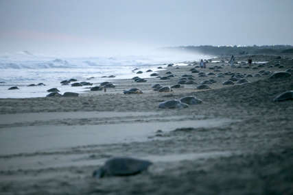 SVE ŽENKE Uginulo najmanje 300 morskih kornjača sa liste ugroženih vrsta