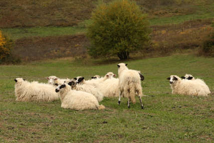 Psi lutalice provalili u tor i poklali ovce "Lavež i buka su me probudili iz sna"