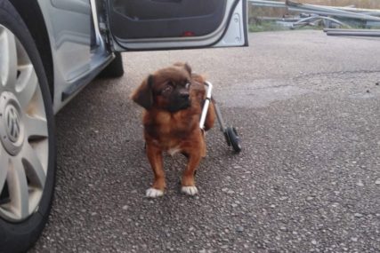 Kako je psić iz Banjaluke otputovao u Češku: Prije dva mjeseca ostavljen da ugine, a sad ima novi dom i novo ime (FOTO)
