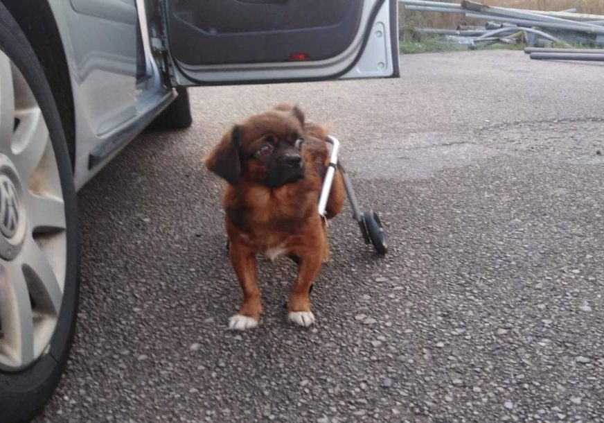 Kako je psić iz Banjaluke otputovao u Češku: Prije dva mjeseca ostavljen da ugine, a sad ima novi dom i novo ime (FOTO)