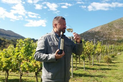 Počela berba žilavke: Vina iz Hercegovine na vinskim kartama širom svijeta