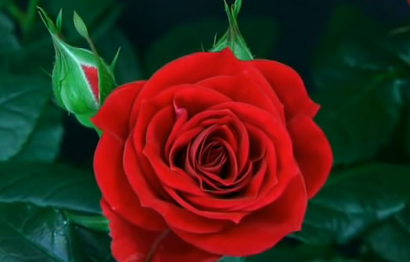 (FOTO) "Uzmi cvijet i uljepšaj nekome dan" Gest iz Kikinde za Dan zaljubljenih oduševio region